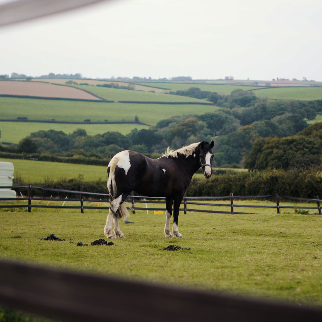 GetAround: Race Horse Mini Profile